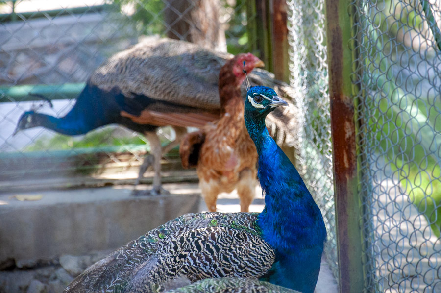 Tashkent Zoo Tashkent Zoo