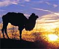 Pictures of Camel's land