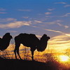 15-th Tashkent International Tourism Fair Tourism on the Silk Road