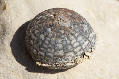 Shell of a Sea Urchin, Mangystau, Kazakhstan