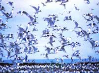 Atyrauskaya Oblast. Kazakhstan cities