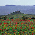 Badghyz State Reserve