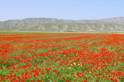 Маковое поле, Казахстан