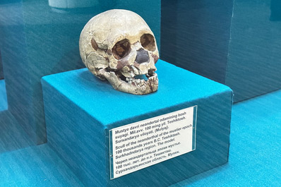 Череп неандертальца в Государственном музее истории Узбекистана, Ташкент