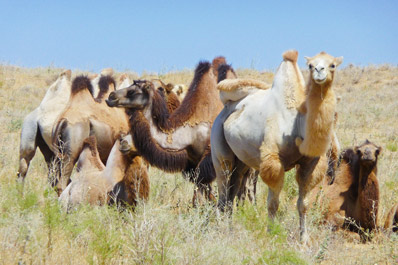 Camels at Aydarkul Lake, Uzbekistan