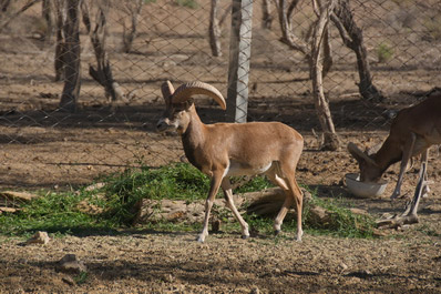 Jeyran Ecocenter, Bukhara