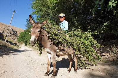 Boy on a Donkey