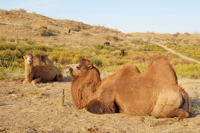 Camels near Aydarkul Lake